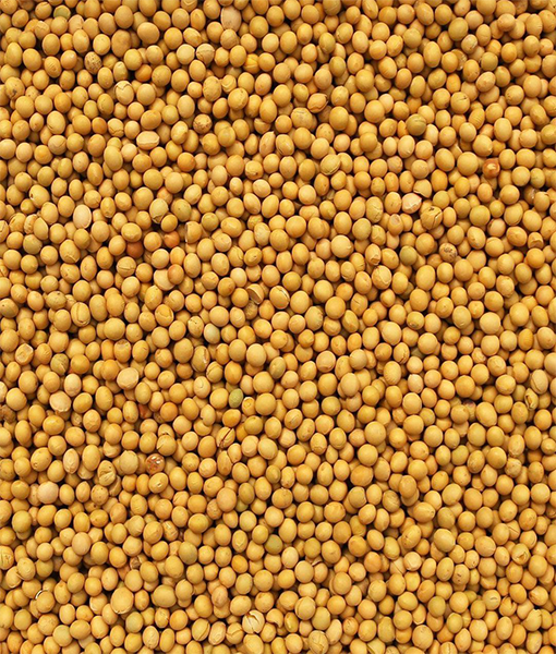 Soybeans Organic Non GMO Babaash USABabaash USA soybeans-organic-non-gmo-babaash-usababaash-usa