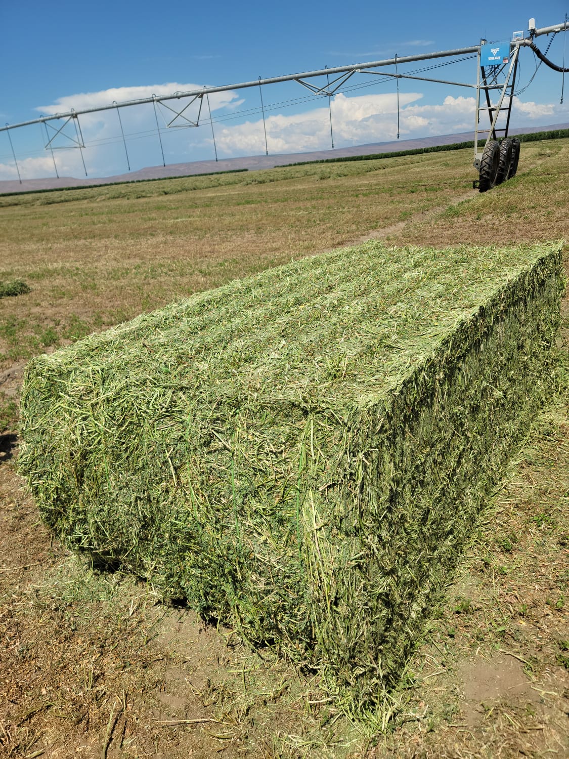 Wholesale Bulk Alfalfa HayBabaash USA