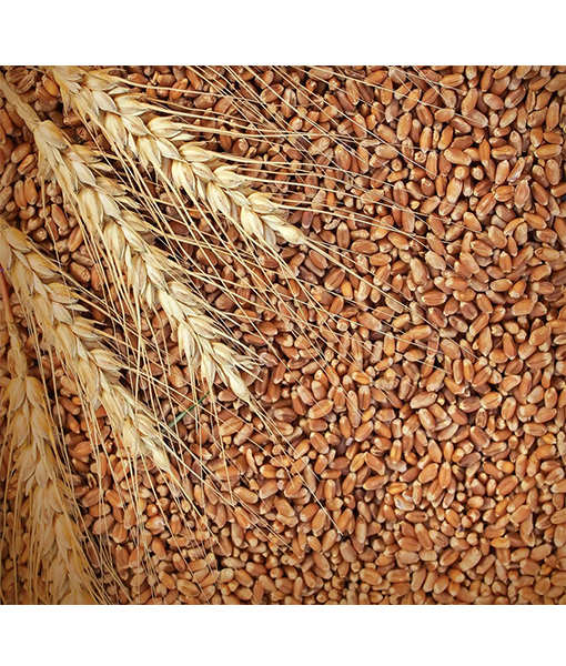 Hard Red Wheat Berries (Grain), Organic (NonGMO) Babaash USABabaash USA