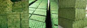 Agri Commodities