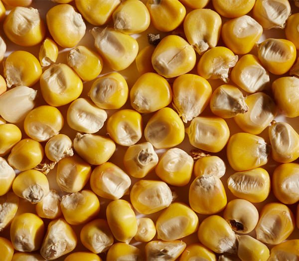 Yellow Corn - Organic