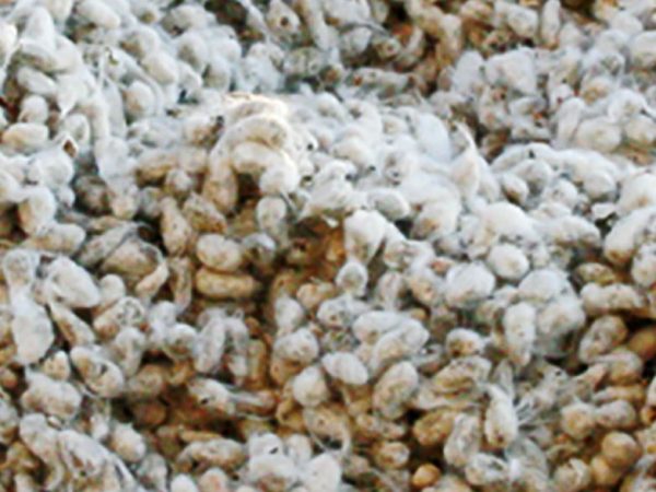 Whole Cottonseed